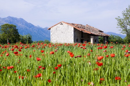 Italian Countryside in May