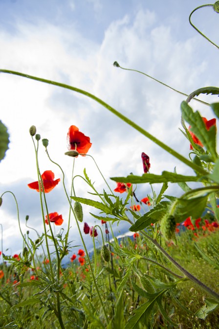 From a Poppy's View