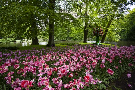 A Field of Pink