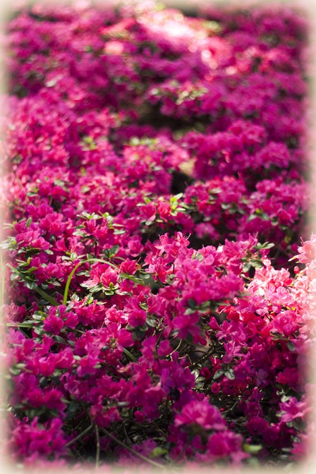 Magenta a Many