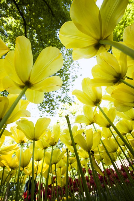 Hiding in Yellow