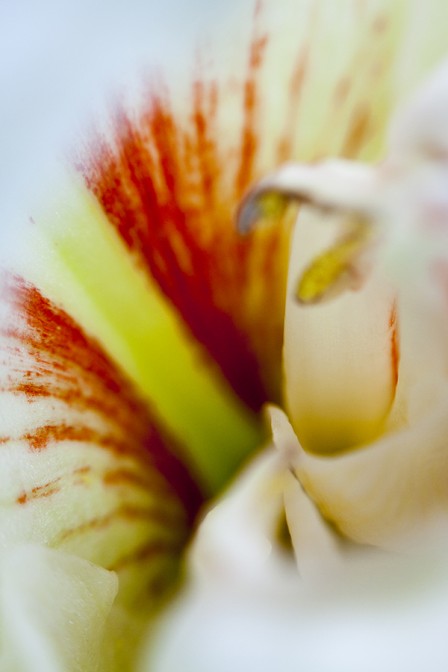 Petal Close Up