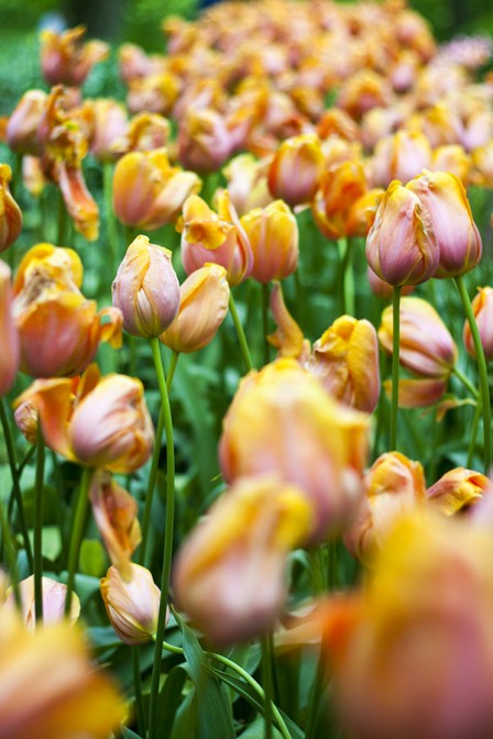 Orange Tulips