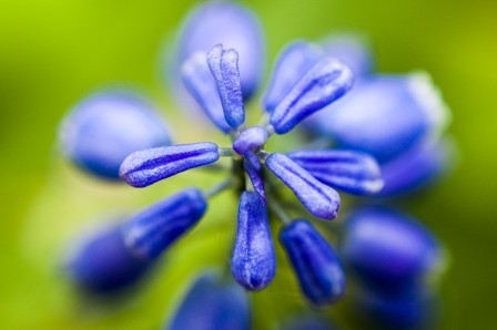 Blue Close Up