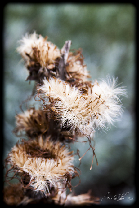 Fuzzy Plant