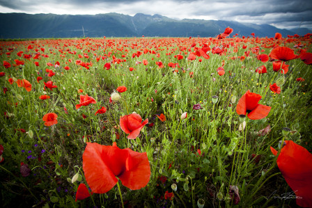 Poppies and Mountains