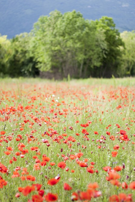 A Field of Poppies