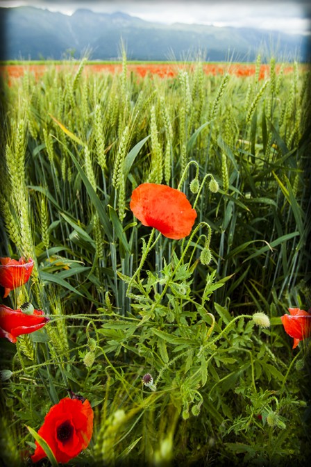 Among the Wheat