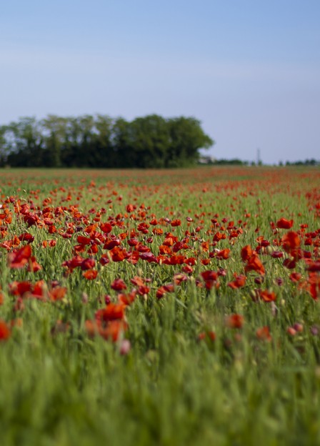 Endless Poppies