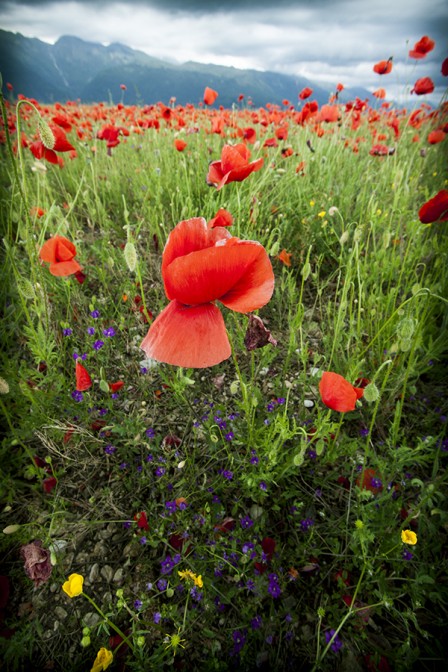 Flowers, Poppies, & Mountains