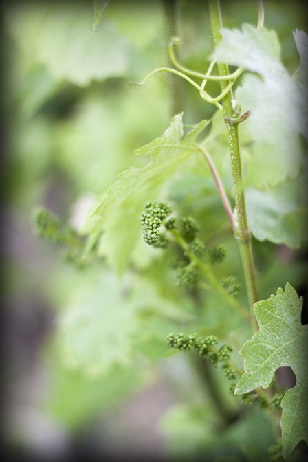 Growing Grapes