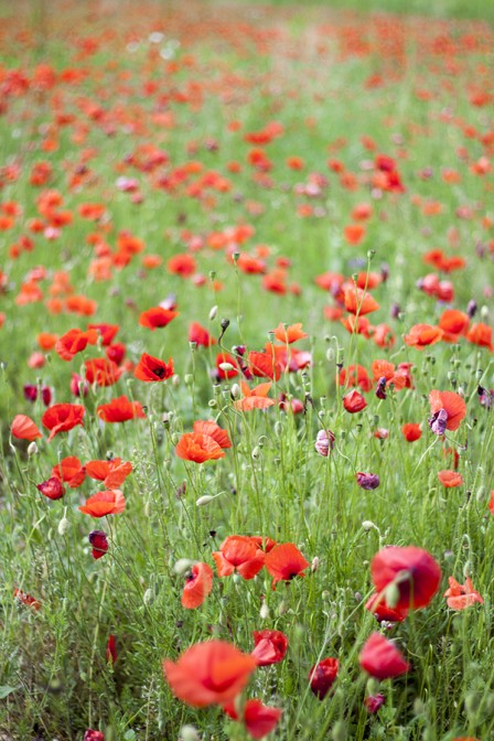 Just Poppies