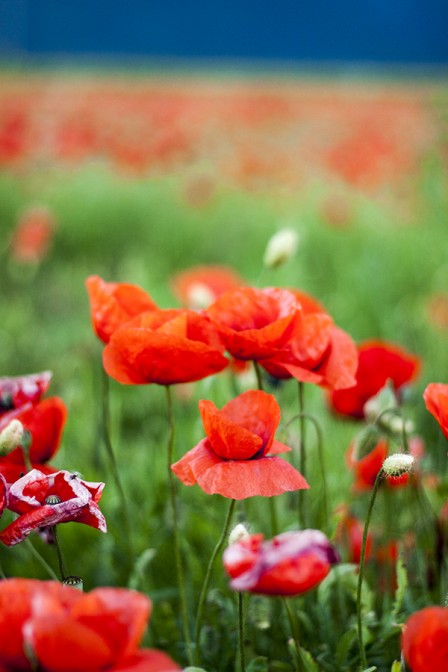 Poppies in Color