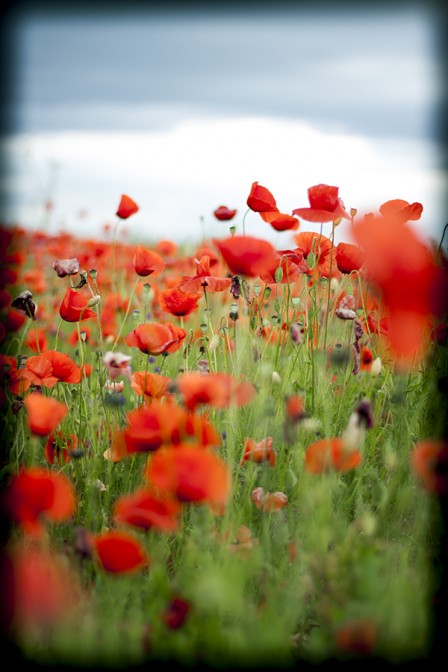 Poppies in the Grass