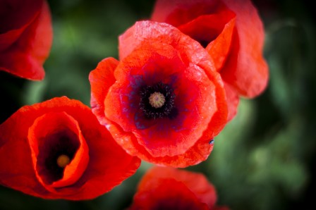 Poppy Close Up