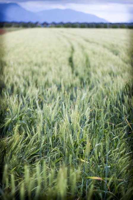 Wheat in the Field