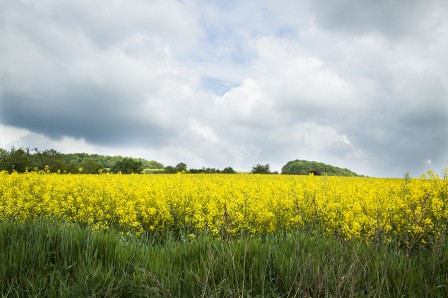 The Yellow Below the Sky