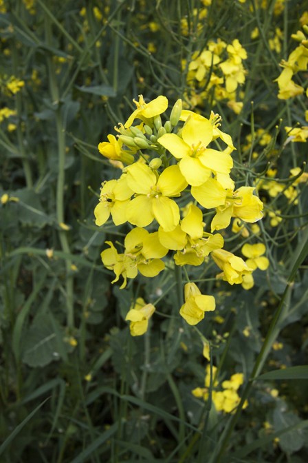 Canola Flowers Close Up