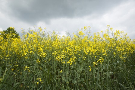 The Canola Plants