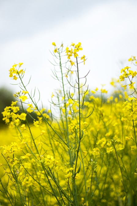 Rape Seed Flowers