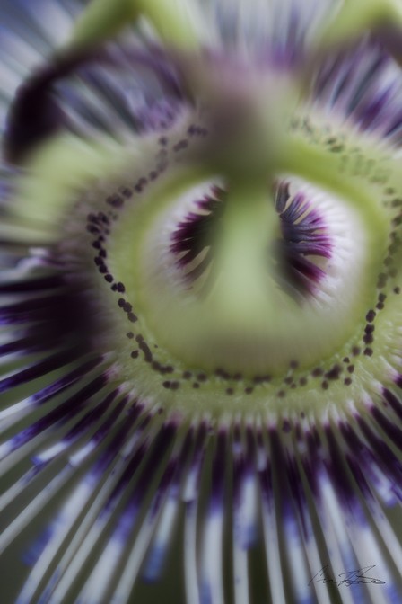 In Close to a Passion Flower