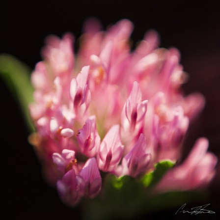 Macro Pink Flower