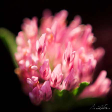 Pink Macro Flower