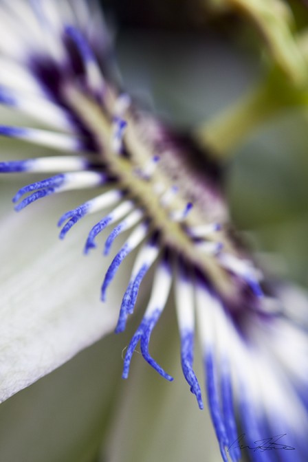 Petals of the Passion Flower