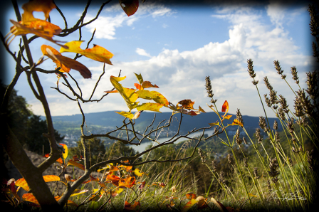 Autumn Leaves At Marksburg