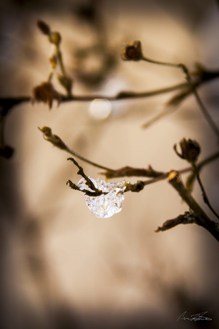 "Little Clinging Piece of Ice" | Week 7 of 52