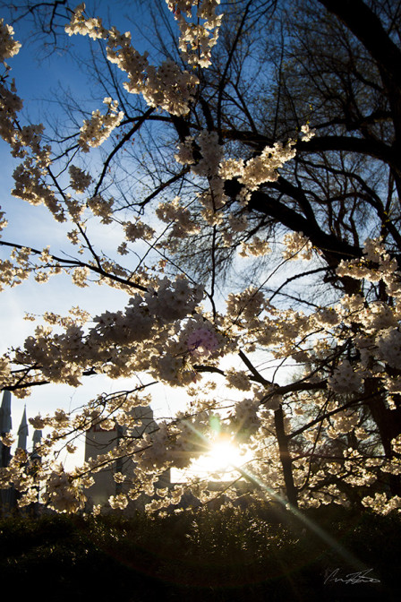 Flowering Tree