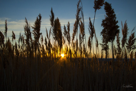 Sunset and Beach Weeds at Antelope Island